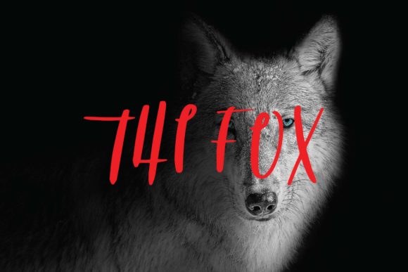 The Fox: A Script Font for Editorial Energy